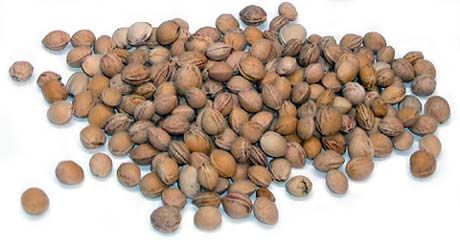 Kirschkerne, lose ab 25kg (4€ je Kg) - zum Schließen ins Bild klicken